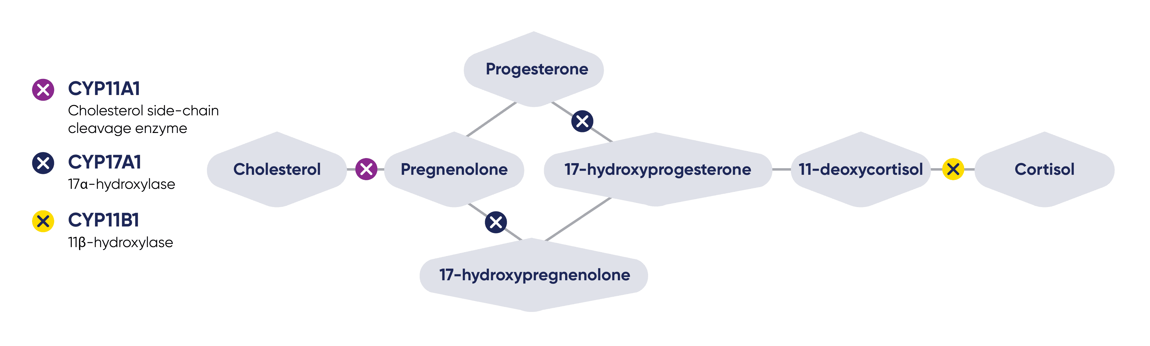 Recorlev® is a potent inhibitor of key adrenal steroidogenesis enzymes CYP11A1, CYP17A1, CYP11B1